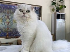 -猫小院猫主题餐厅(南锣旗舰店)