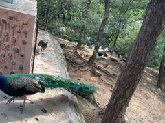 -燕塞湖鸟语林景区