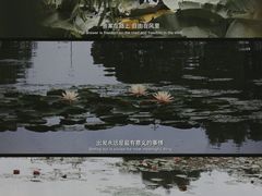 -荷塘月色湿地公园·向阳花洲