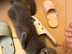 -pd派德宠物中心医院24H急重症·眼科中心·血液透析中心(嵩山北路店)