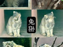 -青藏高原野生动物园