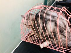 -喵汪萌宠屋旗舰店.洗澡美容.猫狗基地