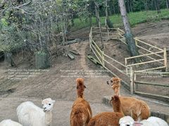 -沈阳森林动物园