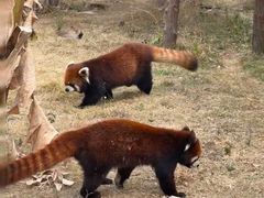 -新疆天山野生动物园