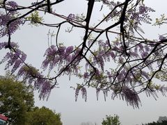 -嘉定紫藤园