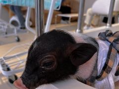 -怪兽屋·羊驼·猫咖·狗咖(俊华广场店)