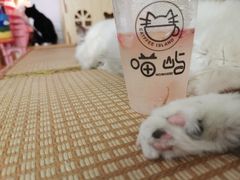 -喵屿·大理花园猫咖