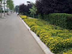 -丁香湖公园