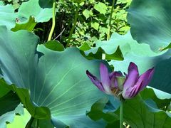 -洛阳市隋唐城遗址植物园