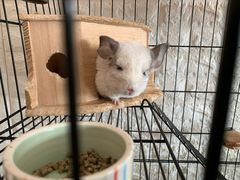 -平行世界·猫咖(首经贸店)