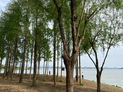 -无锡蠡湖国家湿地公园-蠡园