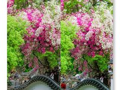 -深圳国际园林花卉博览园