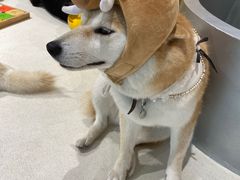 -柴务处·柴犬主题狗咖