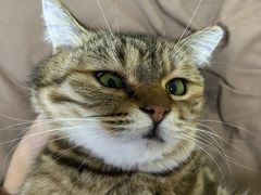 -爱妮康宠物医院·干细胞免疫细胞·肿瘤·心脏(张江店)