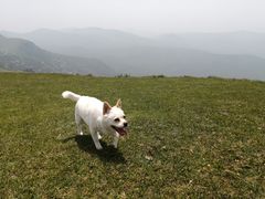 -大姆山草场