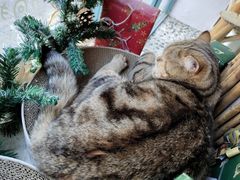 -喵屿·大理花园猫咖