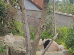 -成都大熊猫繁育研究基地