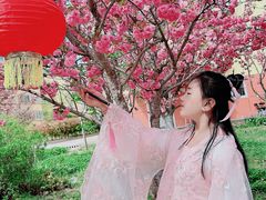 -莱阳濯村樱花园