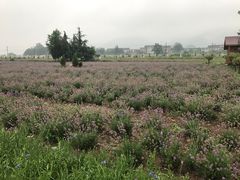 -曲江薰衣草庄园