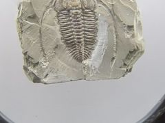 -湖南省地质博物馆