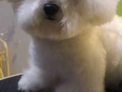 -喜多萌中农锦绣动物医院24H·猫科·牙科MRI·CT