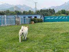 -趣玩宠物乐园寄养训犬训狗游泳池