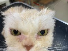 -车接车送·寄养洗护·德文猫舍(大宁店)