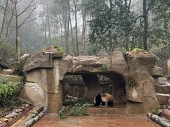 -中国大熊猫保护研究中心雅安碧峰峡基地