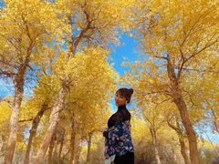 -金塔沙漠胡杨林景区