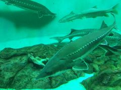 -太平洋海底世界