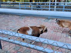 -长白岛森林公园