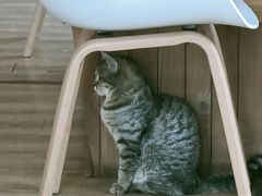-猫的茶·猫咖