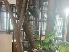 -Africafe(非洲咖啡)