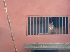 -青藏高原野生动物园