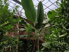 -北京呀路古热带植物园