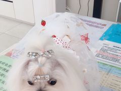 -美联众合动物医院·24h京西诊疗中心