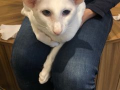 -飞行喵MR PILOT|猫舍·猫咖(静安大融城店)