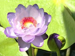 -国家植物园南园