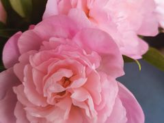 -爱乐蒙艺术·古筝 钢琴 声乐(科华校区)