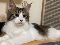 -猫大福·Fortune Cat猫舍(百子湾店)