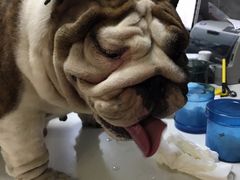 -美联众合宠物医院·爱萌分院·内外科·猫科中心