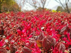 -高东镇樱花园