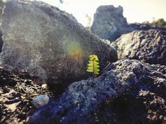 -夏威夷火山国家公园