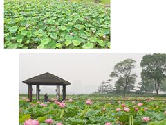 -苏州金鸡湖大酒店