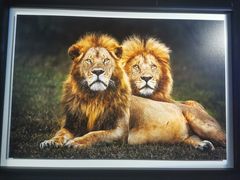 -罗红摄影艺术馆