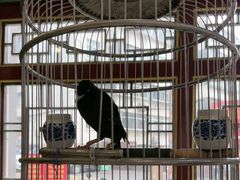 -懋隆金阁·博山菜