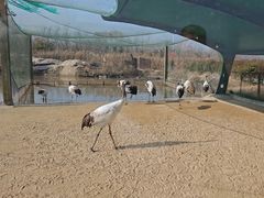 -盐城丹顶鹤湿地生态旅游区