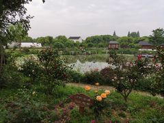 -鹅湖玫瑰文化园
