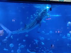 -烟台海昌鲸鲨海洋公园