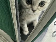 -天宠宠物医院24小时·急重症诊疗中心·全科·腔镜特色(和平分院)